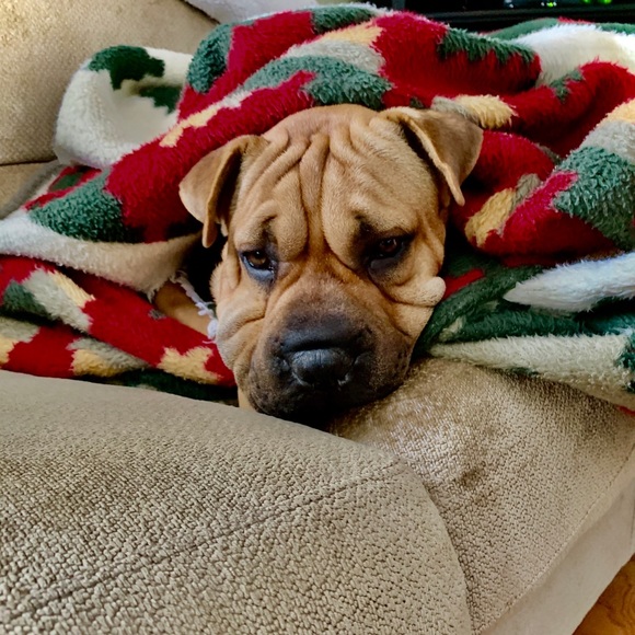 Meet your Posher, Avery - Picture 1 of 1